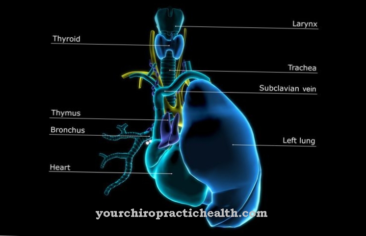 Thymus