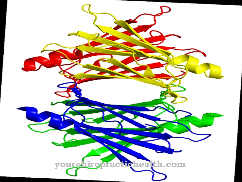 Transtiretina