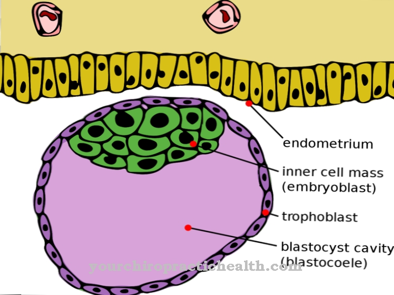 trophoblast