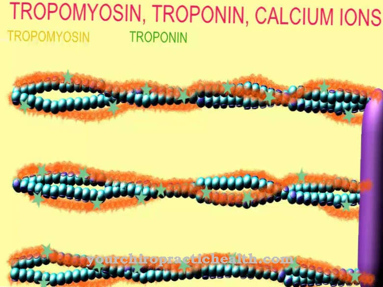 tropomyosin