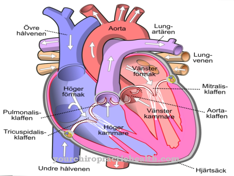 Pulmonary trunk