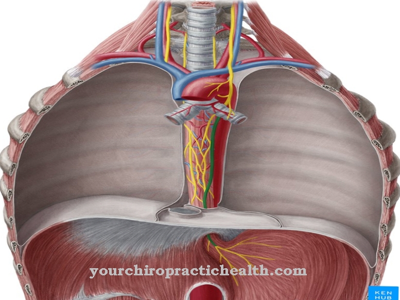 Truncus vagalis anterior