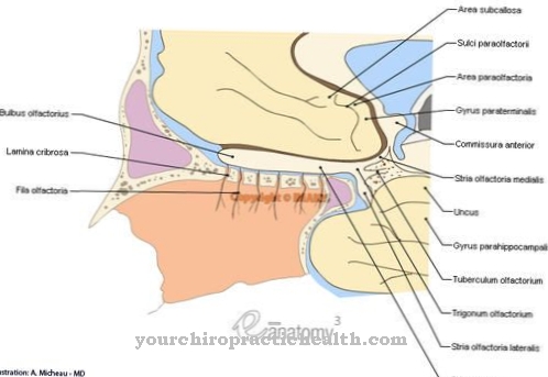 Olfactory tubercle