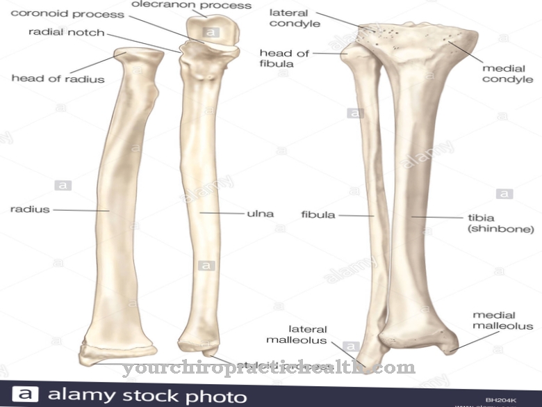 Partie inférieure de la jambe