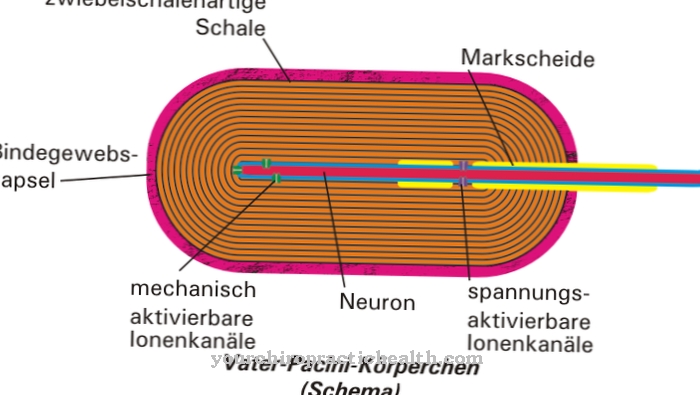 Corpuscles otac Pacini