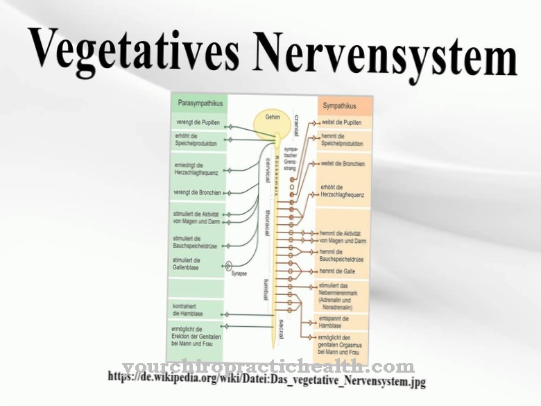 Vegetativ idegrendszer