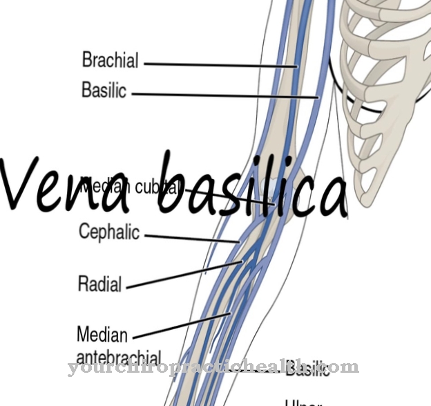 Vena bazilica