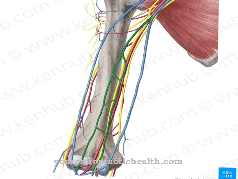 Brachial vene