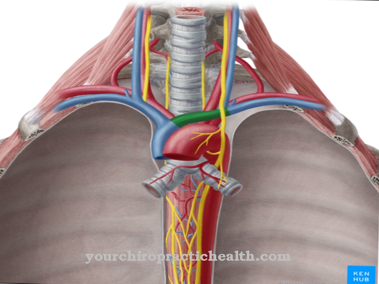 Brachiocephalic ven