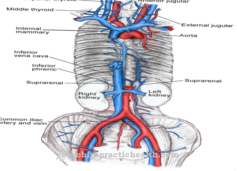 Vena cava inferiore