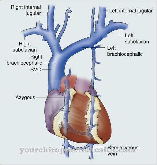 Vena cava superior