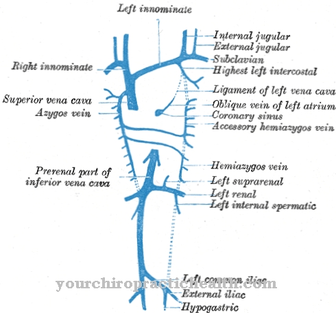 Hemiazygos vein