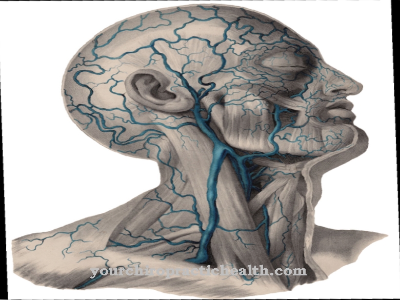 External jugular vein