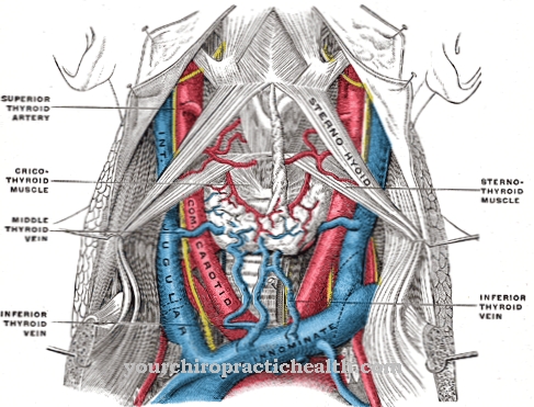 Internal jugular vein