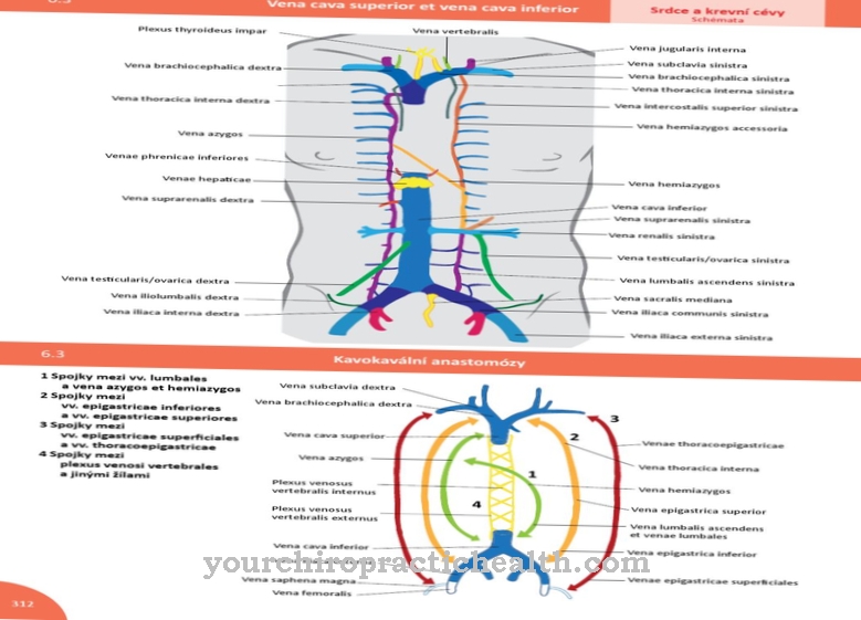 Vena lumbalis nousee