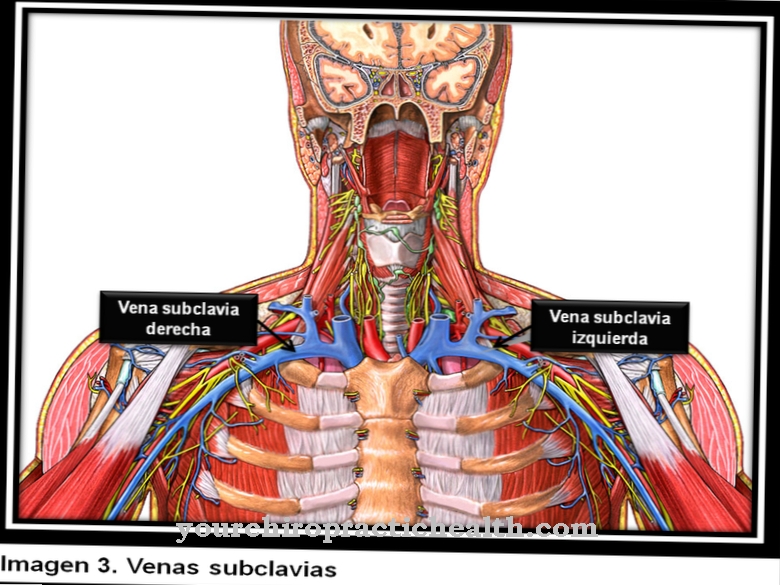 Subclavian vene