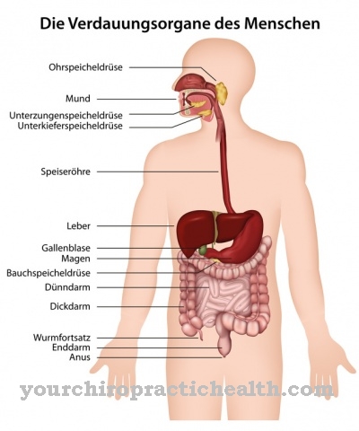 Digestive organs