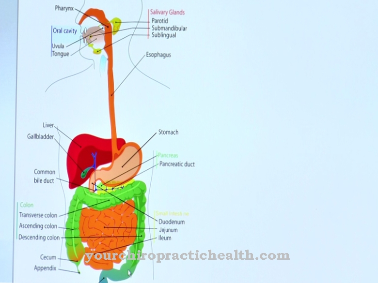 Digestive system