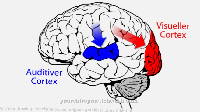 Visuel cortex