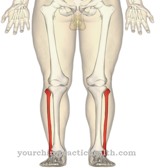 Fibula