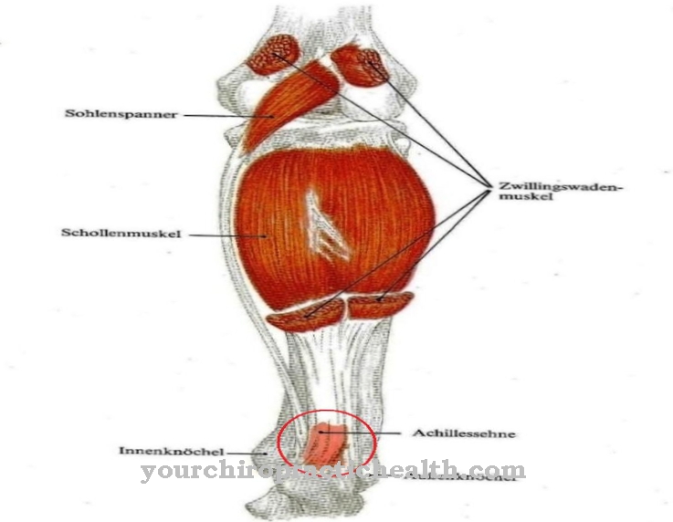 Calf muscles