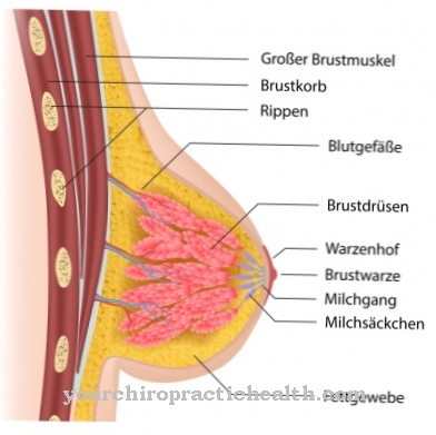 Female breast