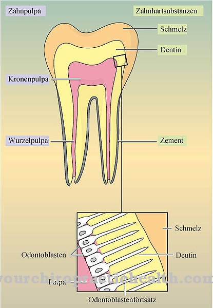 Polpa dei denti