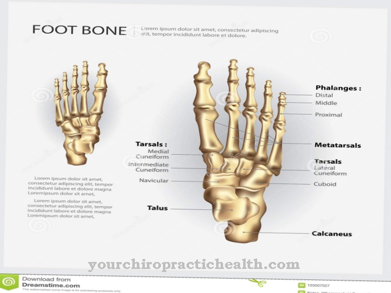 Toe bones