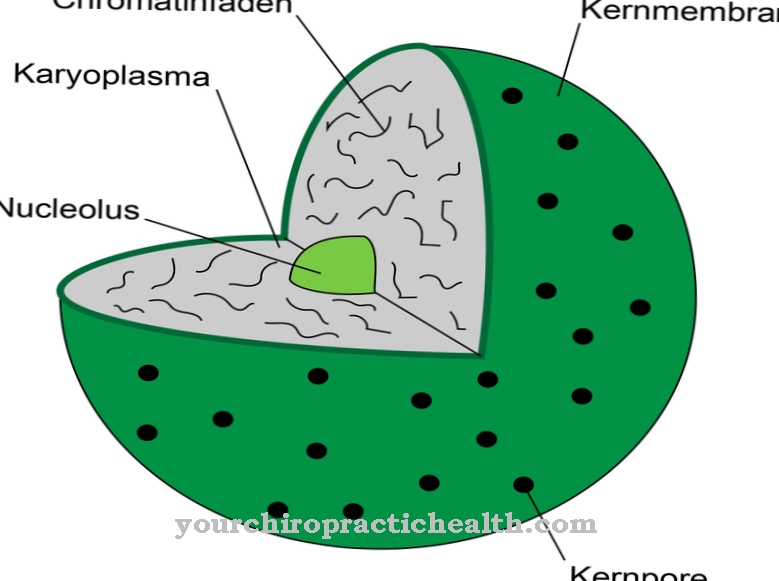 Cell nucleus