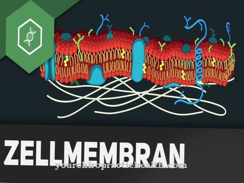 Cell membrane