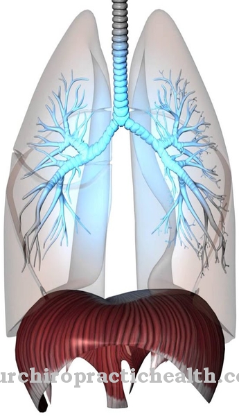 diaphragm