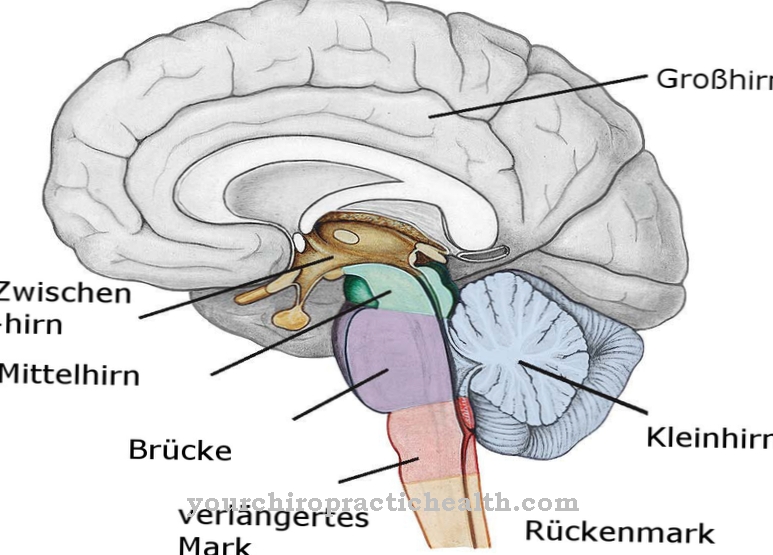 Diencephalon