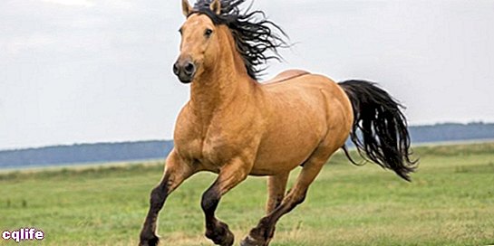 kôň