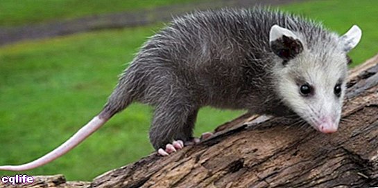 chồn opossum