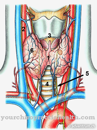 Thyroïdectomie