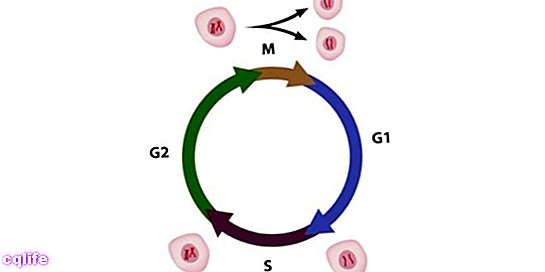 клетъчен цикъл