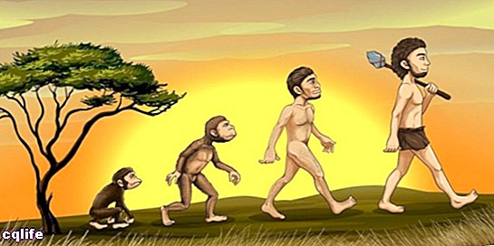 האבולוציה של האדם