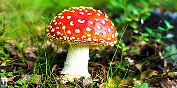 Царство грибів