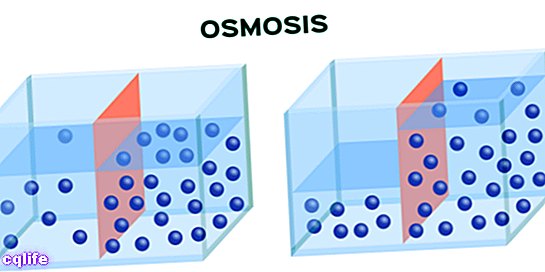 osmosis