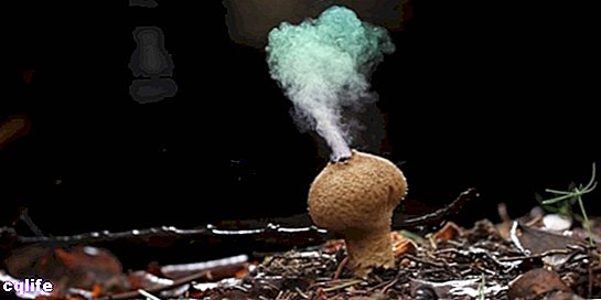 размножение грибов