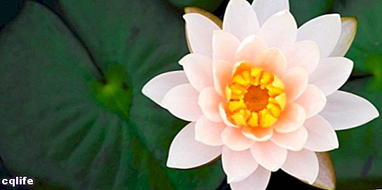 floare de lotus