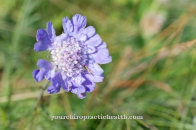 필드 scabious