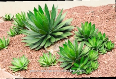 agave