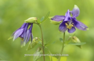 Columbines