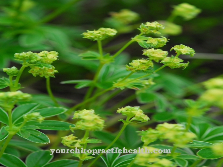 Alpine lady's mantle