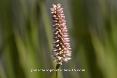 Dock knotweed