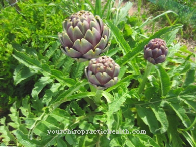 artichoke