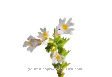 Eyebright