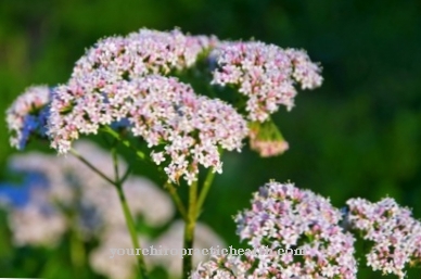 valerian