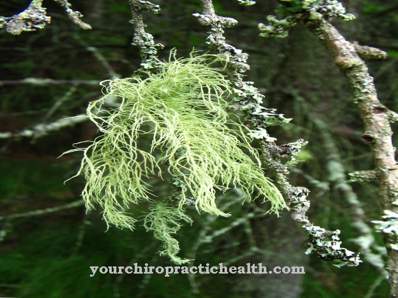 Líquen de barba (Usnea)